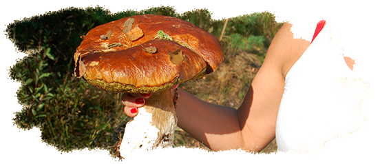 В лес по грибы!